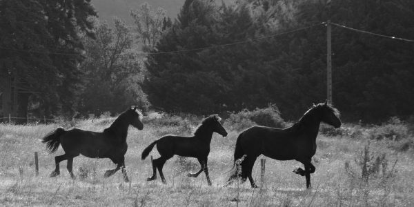 OUVERTURE DU SITE DOMAINE GRANOIS DES FRISONS