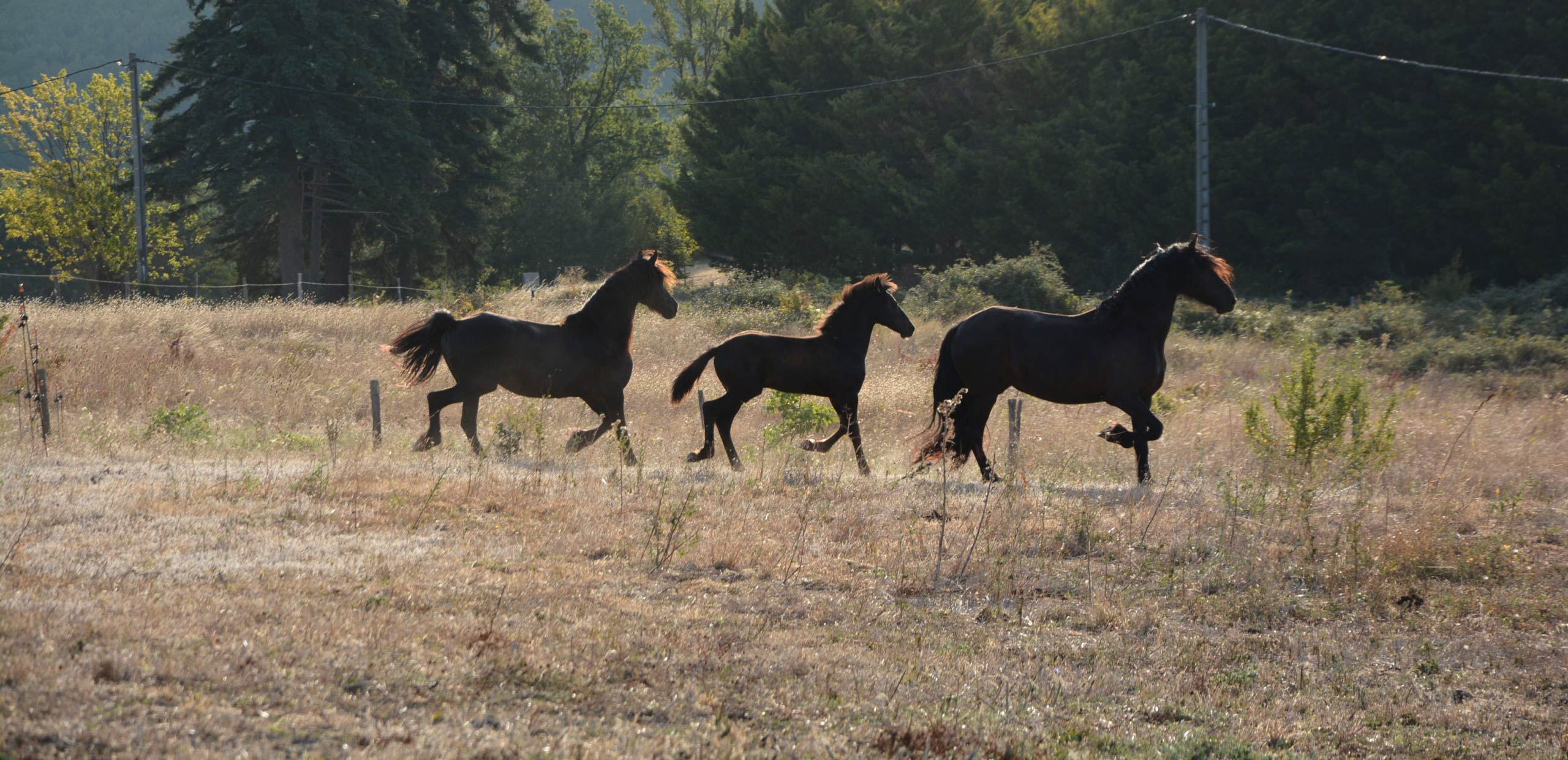 Chevaux Frisons